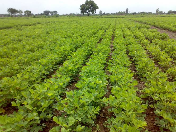 Peanut crop cultivation field, Junagadh, India