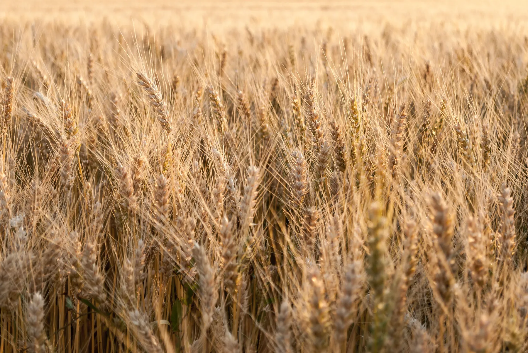 A wheat field. The quotas treated grain as a quantity to be collected; the peasants who grew it were agents with a response of their own. Photograph by Karol Czinege, Pexels.