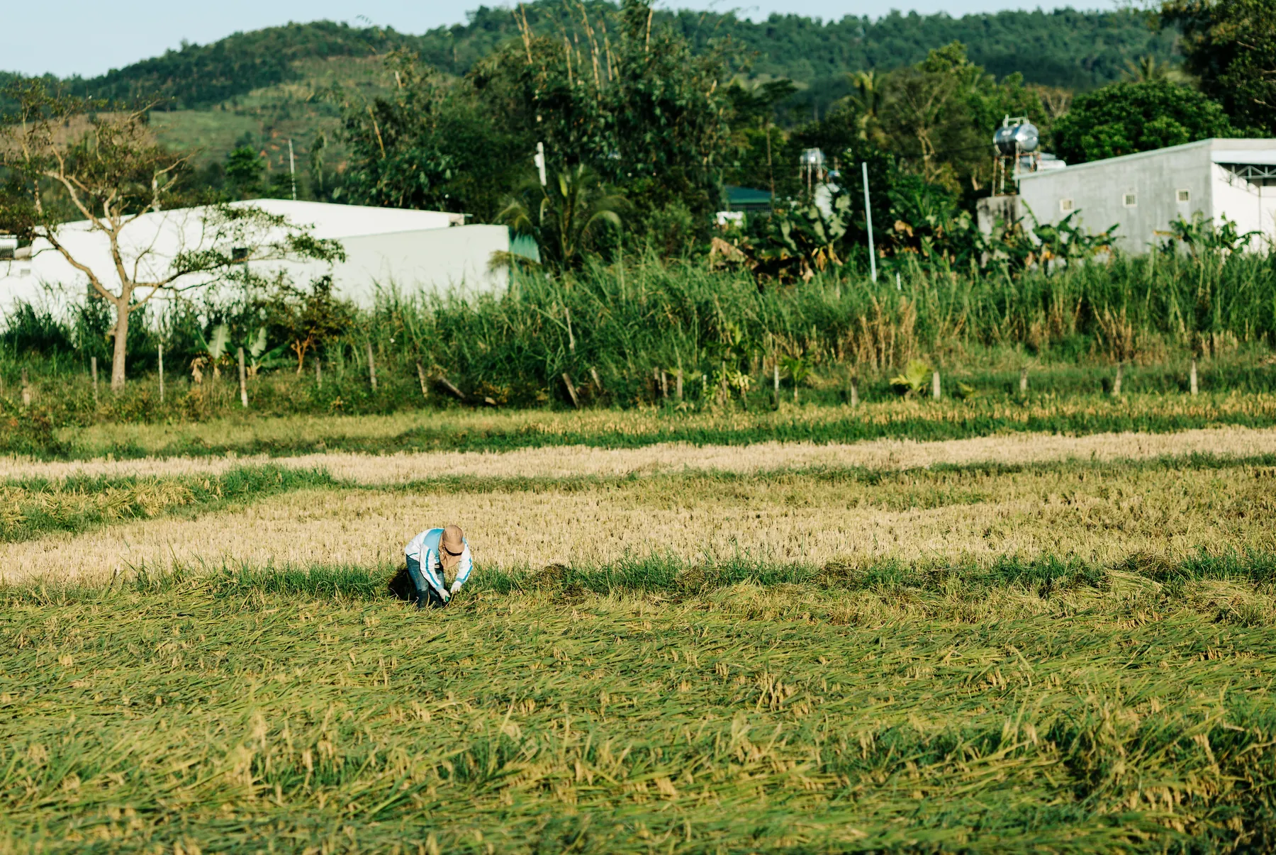 A farmer tending a rice field in Kon Tum, Vietnam. The war's headline metric counted enemy dead; the rural population whose support the campaign depended on was the variable it left out. Photograph by Thái Trường Giang, Pexels.
