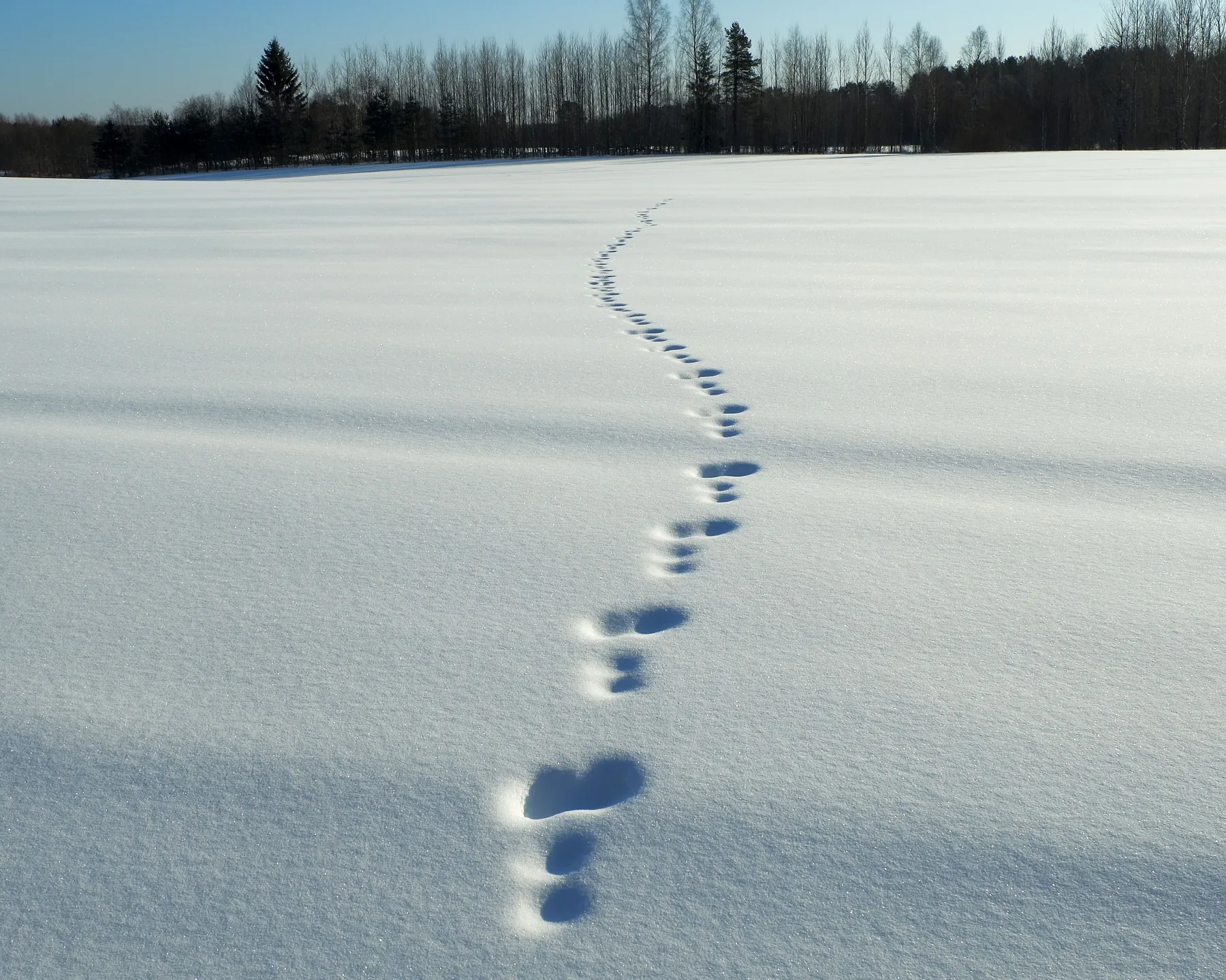 One line of footprints wandering across a snowfield. Photograph: sergeispas, Pexels.