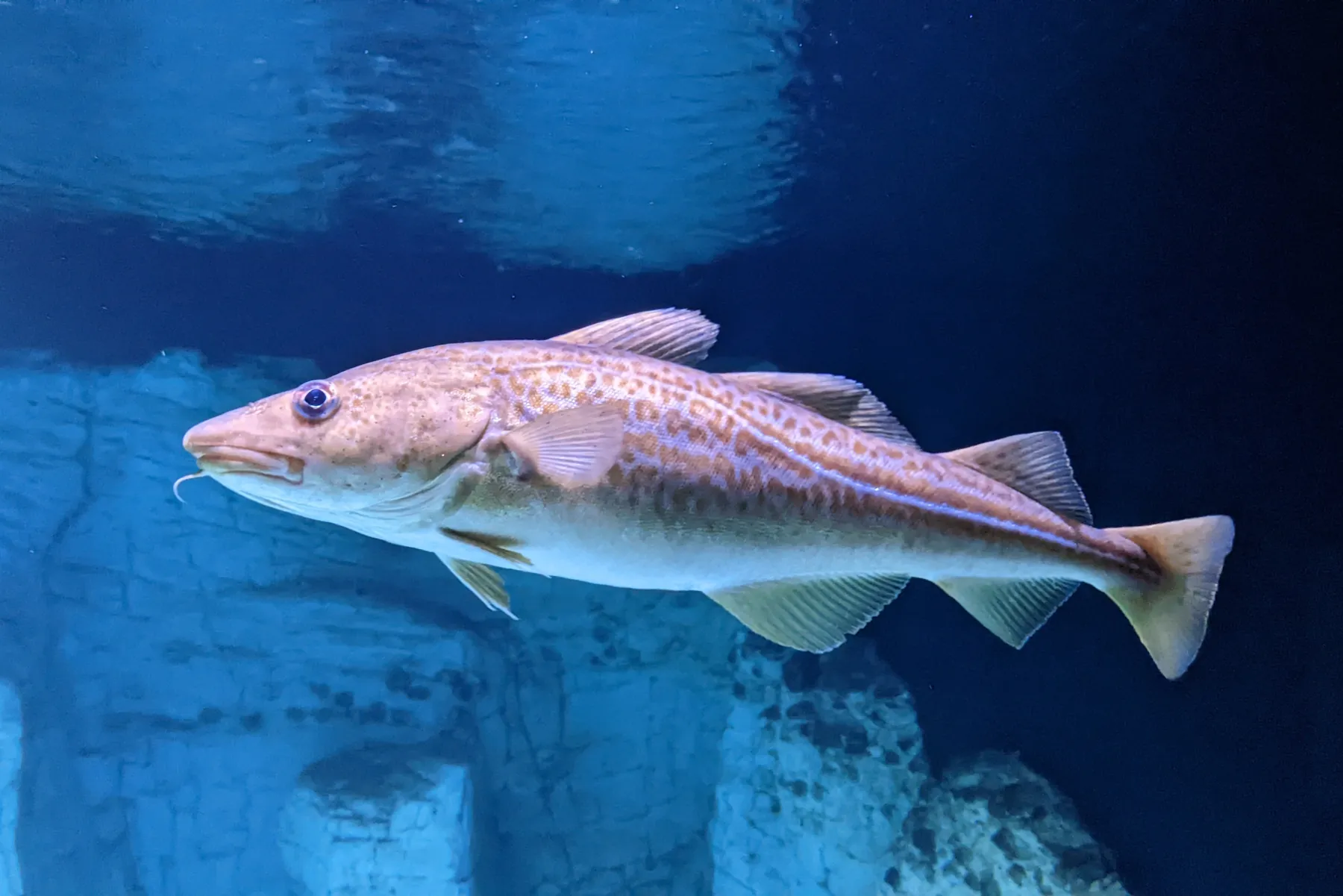 An Atlantic cod, Gadus morhua, at the Ozeaneum aquarium in Stralsund. Photograph by Wilhelm Thomas Fiege, CC BY-SA 4.0, via Wikimedia Commons.