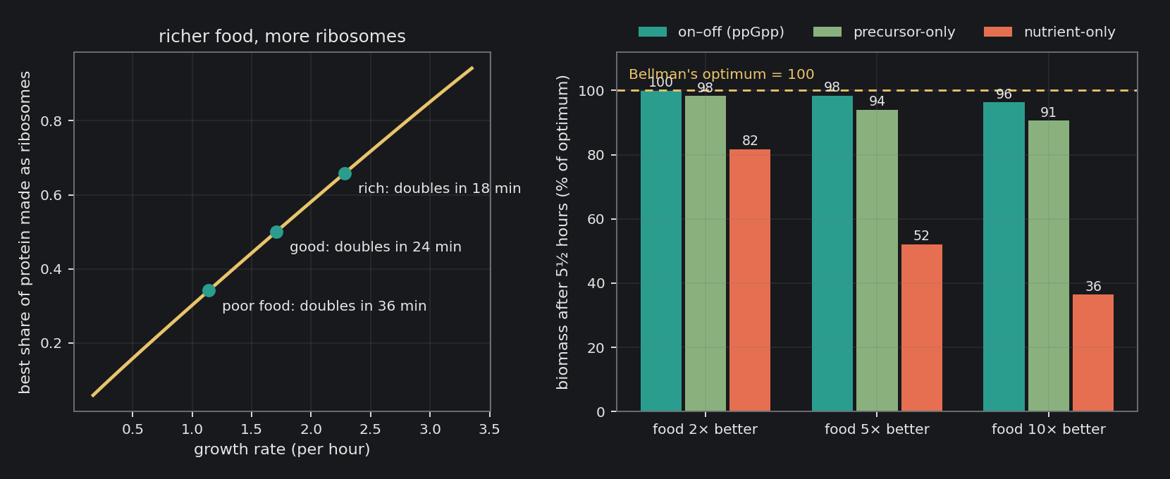 Left: at steady state, the best share of protein made as ribosomes against the growth it buys; the three points are poor, good and rich food. Right: biomass after five and a half hours, as a percentage of Bellman's optimum, when the food improves two, five or ten times. The bigger the change, the…