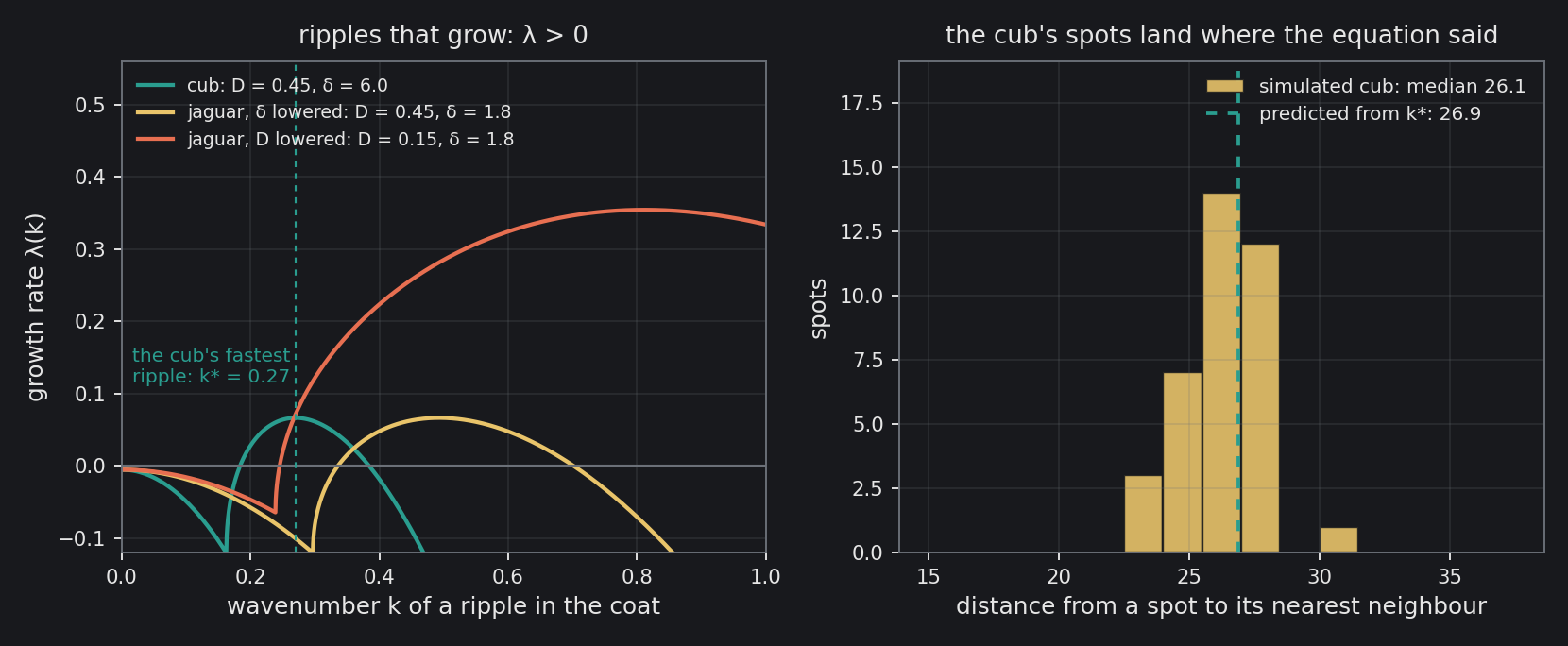 Left: the growth rate of a ripple in the coat against its wavenumber, for the cub's parameters and the jaguar's two later settings. Only ripples above the zero line grow. Lowering δ pushes the growing band to finer ripples; lowering D makes them grow faster. Right: the distance from each spot in…
