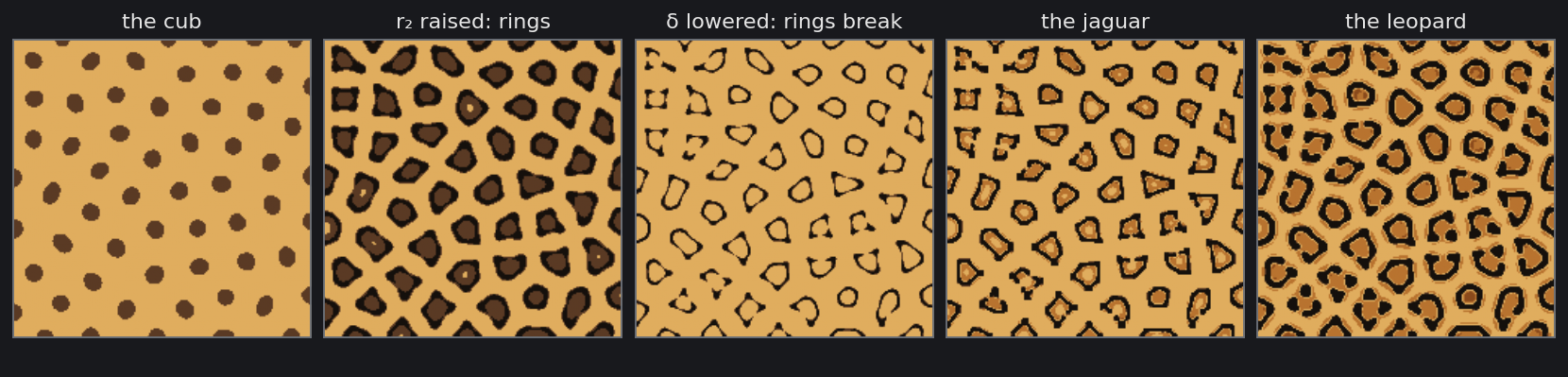 The jaguar's life in four frames, and the leopard's adult coat. From the left: the cub's brown spots; r₂ raised, the spots swollen into polygons whose middles have sunk, black rims around brown centres; δ lowered, the rings thinned and beginning to break; D lowered, the jaguar's large broken…