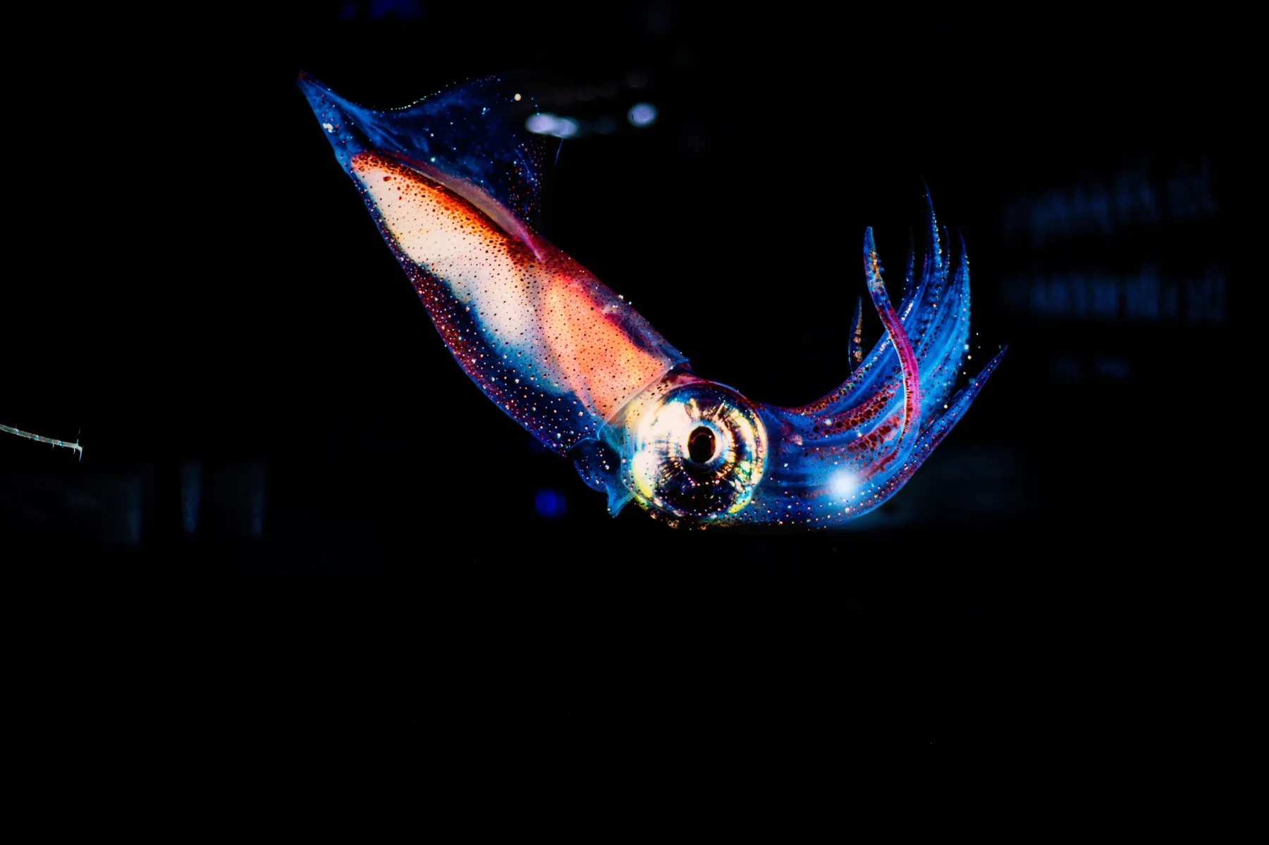 A squid in dark water. Kinesin was first found in the giant nerve fibre of a squid. Photograph by Marissa Farrow, Pexels.