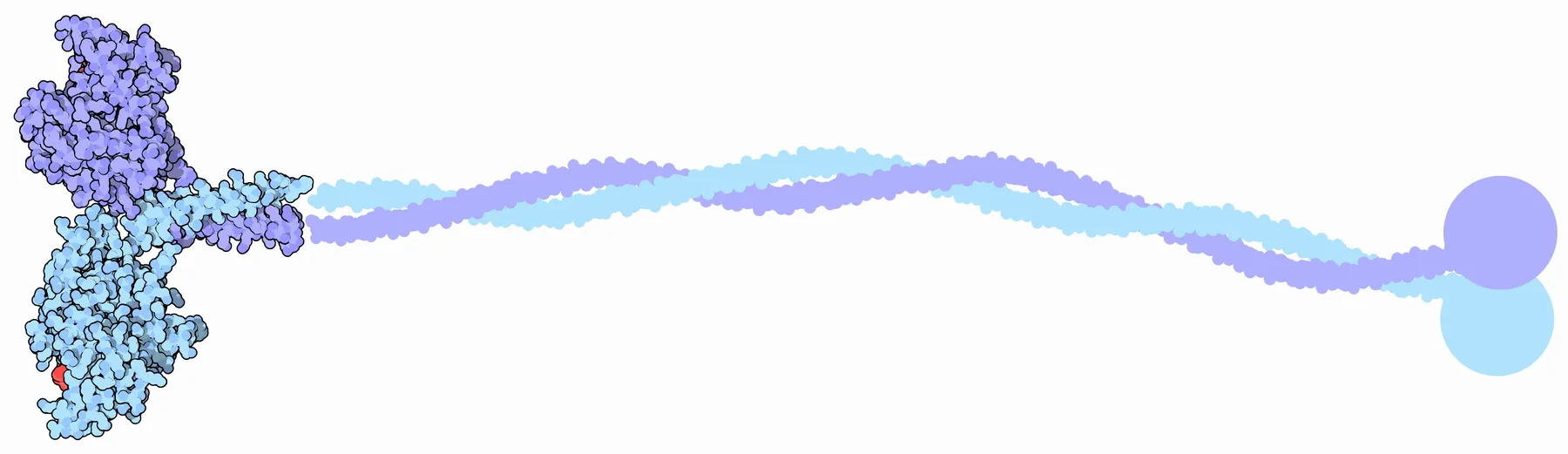 Kinesin, drawn by David Goodsell from PDB entry 3kin for the RCSB PDB Molecule of the Month (April 2005): the two motor heads at the left, with ADP in red, and the stalk running to the cargo-binding tail at the right, which is drawn schematically because only the heads and a short neck were seen in…