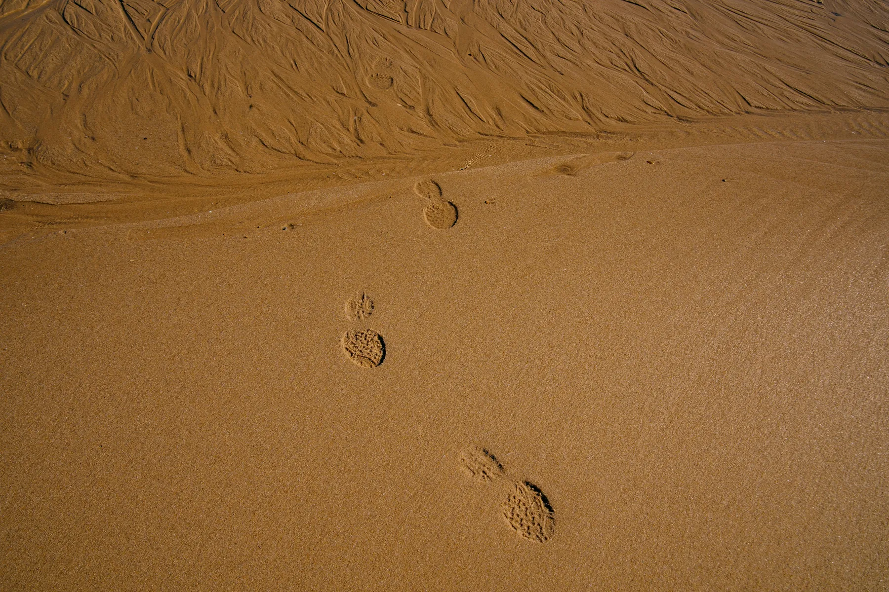 Left, right, left: one trail of footprints in sand. Each of kinesin's heads leaps about twice as far as the molecule advances, past the head that stays put. Photograph by joao Guerreiro, Pexels.
